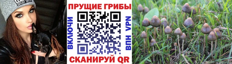 Псилоцибиновые грибы Cubensis  дарнет шоп  Кологрив 
